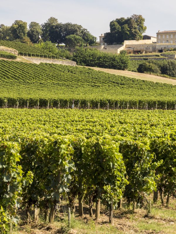 Saint-Emilion, France. Vineyards at the Jurisdiction of Saint-Emilion, a World Heritage Site since 1999